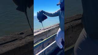 Bay fishing leopardshark stingrays saltwaterlife [upl. by Airakaz241]