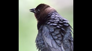 Brown headed Cowbird [upl. by Dalt]