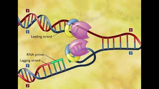 DNA Replication 3D Animation [upl. by Fortunato167]