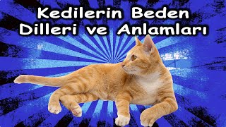 Kedilerin Beden Dilleri ve Anlamları [upl. by Analle]