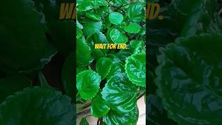 Beautiful hanging plant plants indiagardening gardenplants india viralshorts [upl. by Atilahs732]