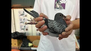 翔水鴿舍哈利X迪克 harry koopmanpigeons 考夫曼 JanHooymans 楊胡曼斯 所向無敵 Kannibaal 哈利鴿系 小迪克 賽鴿 pigeon [upl. by Levi]