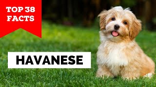 99 of Havanese Owners Dont Know This [upl. by Rosemare]