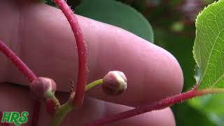 ARCTIC KIWI  Actinidia arguta  Second year flowering 2018 Pt1 [upl. by Breskin363]