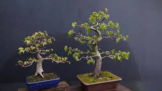 V39 Compare the Leafsize  Korean  European Hornbeam  May 2021 [upl. by Maleki]