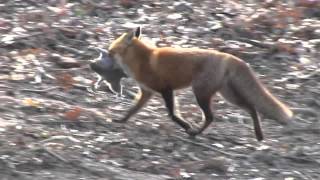 FOX CATCHES SQUIRREL [upl. by Barram]