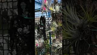 Tillandsia Ionantha 1 [upl. by Donelson]