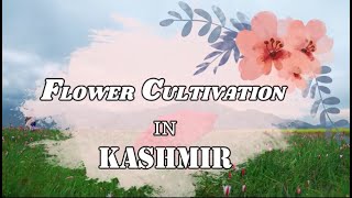 Flower Cultivation in Kashmir [upl. by Oribelle]