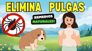 ✅6 Mejores Remedios Caseros para Eliminar las Pulgas en Perros [upl. by Borries]