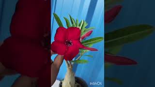 Adenium Plants Available 84338 26414 adenium gardenplants minivlog flowers organic organic [upl. by Ylrak298]