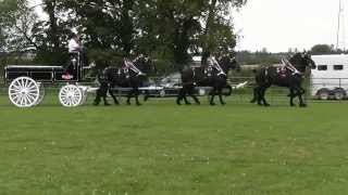 RyanDay Farms Blacks 6 Horse Hitch of Percherons [upl. by Pacorro]