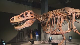 Sue The T rex Experience opens Saturday at Saint Louis Science Center [upl. by Ahsasal]