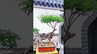 The Science Behind Chinese Bonsai Tree Microclimate Management for Optimal Growth Temperature [upl. by Riamu]