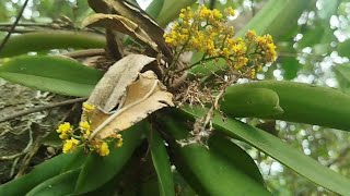 Cattleya oncidium epidendrum e muito mais ☺️mais um lindo passeio 🙏🍀💚natureza floresdeorquideas [upl. by Enitsenrae912]