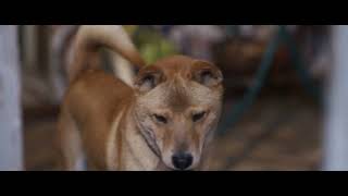 TRAILER 2  HACHIKO 2 SIEMPRE A TU LADO  STARFILMS [upl. by Far]