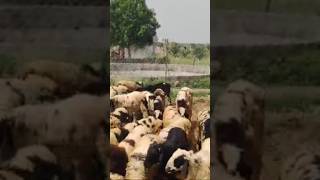 100 MACHARLA SHEEP LOT FOR SALE PAIR 22000 PLEASE SUBSCRIBE9652419396 [upl. by Dott]