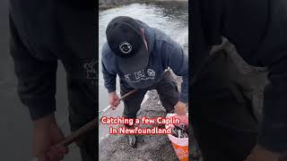 Catching Caplin in Newfoundland fishing caplin newfoundland nature outdoors [upl. by Tterrab]