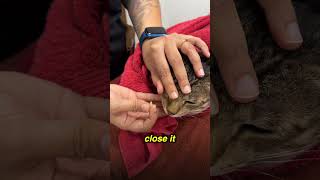 How to put eye drops and ointment in cats and small dogs [upl. by Annairda396]