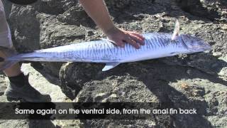 How To Fillet Fish Spanish Mackerel [upl. by Airam]