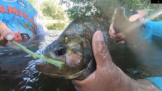 PIRANHAS EM RIO DA PARAÍBA [upl. by Amerd317]