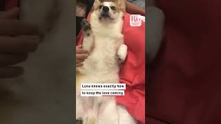 This corgi didnt want the belly rubs to end dogs [upl. by Johannah]