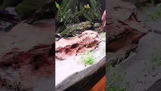 glossostigma posadzona glossostigma shorts dc foryou aquariumplant aquarium [upl. by Eiffub]