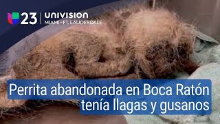 “Tenía llagas y gusanos” se recupera la perrita abusada y abandonada en Boca Raton [upl. by Emyle535]