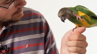 How to Teach Your Parrot to Talk  Parrot Training [upl. by Assiral]