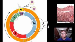 Cell Cycle Mitosis and Meiosis [upl. by Baudelaire605]