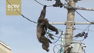 Chimpanzee escapes from the Japan zoo [upl. by Aleetha179]