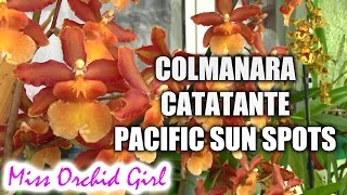 Colmanara Oncostele Catatante Pacific Sun Spots  the rusty orchid [upl. by Saffier]