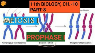 Class 11 biology Ch10Part8Meiosis IProphase IStudy with Farru [upl. by Aehsila]