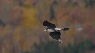 Northern Goshawk slow motion flight Hawk Ridge 2018 [upl. by Afihtan]