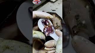 ✨😲 RARE PEARL DISCOVERY Open a Shell to Find UNUSUAL Pearls 🤩 shorts pearls [upl. by Trebeh]