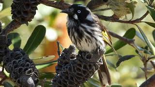 New Holland honeyeater  Phylidonyris novaehollandiae New South Wales Australia [upl. by Maribelle]