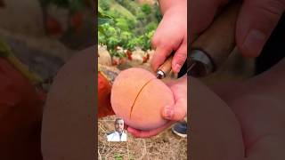 Giant ripened mango fruit fruitsninja satisfying mango [upl. by Bugbee]