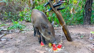 Primitive technology  Build Beautiful House Wild boar Trapping Tool Using Metal lock That Work 100 [upl. by Eah]