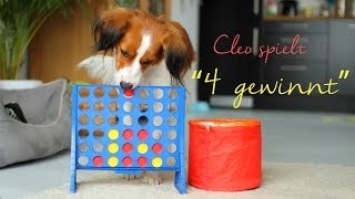 Amazing dog trick  Kooikerhondje Cleo plays quotconnect fourquot [upl. by Eentihw]