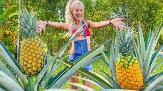 How To Grow GIANT Pineapples at Home Anywhere in the World Fast amp Easy in Containers [upl. by Chilt28]