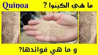 ما هي الكينوا وما هي فوائدها ؟؟ Quinoa [upl. by Kylen615]