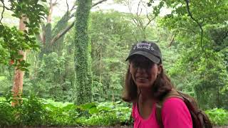 Manoa Falls Hike [upl. by Cherin809]