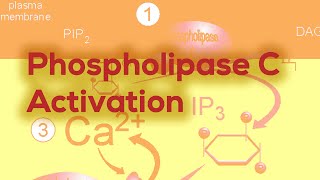 Phospholipase C  IP3 amp DAG [upl. by Heinrick52]