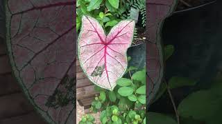 Perennial Plants in Texas Caladiums Coleus Vinca Honeysuckle BeautyBerry Texas Lilac 💚 [upl. by Lansing]