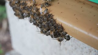 Le meilleur piège frelon au monde saison 2 S3 Rucher sans tente frelon VS Rucher avec tente frelon [upl. by Ttirrej]