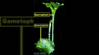 sporophytes vs gametophyte biology [upl. by Ahcsatan]