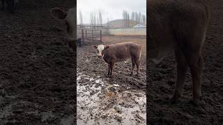 2 AYLIK ANGUS SİMENTAL MELEZİ 👍👍👍 farm animals calf shortvideo bullcalf farming bull cow [upl. by Annice]