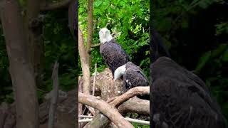 Whiteheaded eagle 🦅 animals nature birds [upl. by Markson]