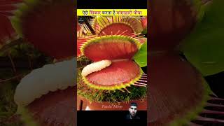 Venus Flytrap Carnivorous Plant [upl. by Cadmar51]