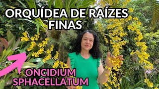 Oncidium sphacellatum 7 hastes florais dicas de cultivo [upl. by Tankoos]