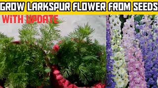 How to Grow Larkspur from Seed  Larkspur plant from seeds at home part1 [upl. by Kurtz]